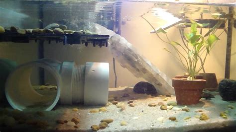 Mud Turtle Tank Setup Youtube - Temmie Aquarium