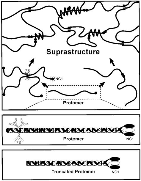 Structure Of Type Iv Collagen The Protomer Contains Three Iv Chains