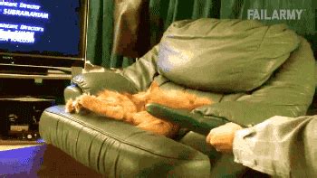 Cat Cucumber GIFs - Find & Share on GIPHY