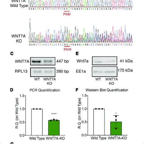 Effects Of Fg Treatment On Muscle Regeneration A Schematic