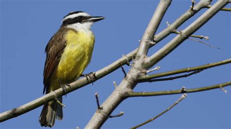 Descubre cuál es el pájaro que anuncia un embarazo