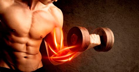 Las Bases Del Desarrollo Muscular 5 Consejos Para Ganar Masa Muscular