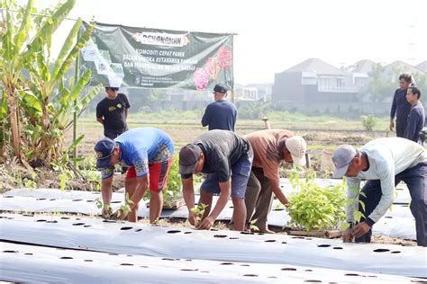 Dkpp Surabaya Tanam Juta Bibit Cabai Demi Kendalikan Inflasi Pada