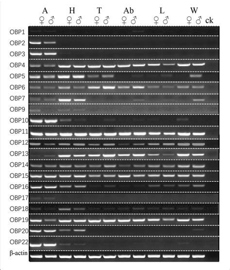 Sex And Tissue Specific Expression Of Candidate Scosobps A