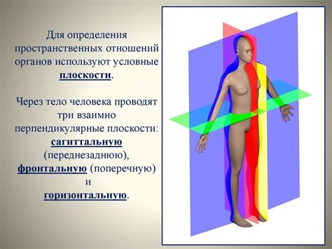 Введение в анатомию и физиологию человека - презентация онлайн