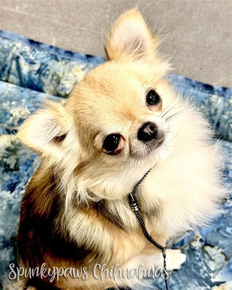 Discover the Adorable World of Small Dog Breeds for Shed Life - Hunter Games Magazine