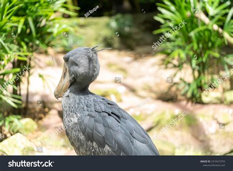 Shoebill Balaeniceps Rex Known Whalehead Shoebilled Stock Photo