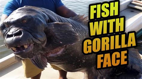 Amazing Gorilla Fish YouTube