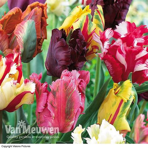 Tulip Parrot Mixed Van Meuwen