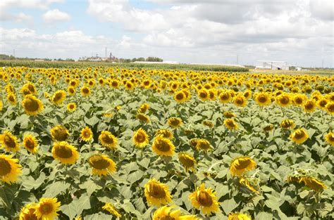 Siembra de girasol opción de temporal Panorama Agrario