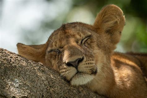 Close-up of Lion Cub Sleeping on Branch Stock Image - Image of savanna ...