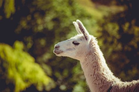 Premium Photo | Llama in farm