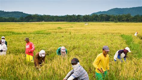 Palay Corn Production Forecast Down In Q1