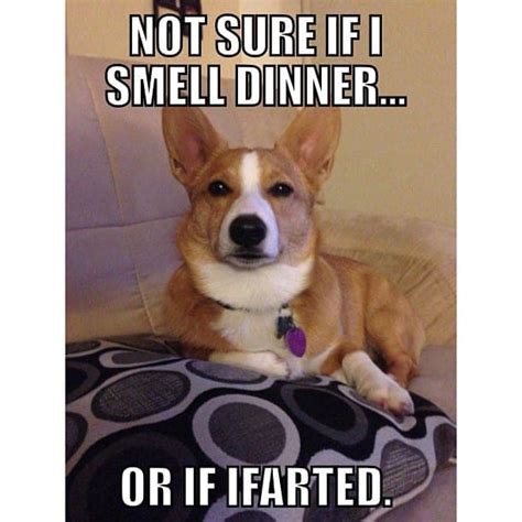 250+ Best Corgi Memes