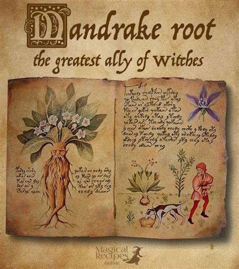 Pin By Laurie McBee On American Witchcraft Book Of Shadows Herbal