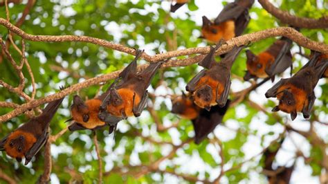 E Psicosi Pipistrelli Come Comportarsi Quando Ne Entra Uno In Casa