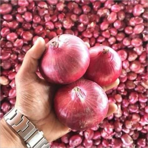 Maharashtra Onions A Grade Onion Size Available Medium At 25 Kg In