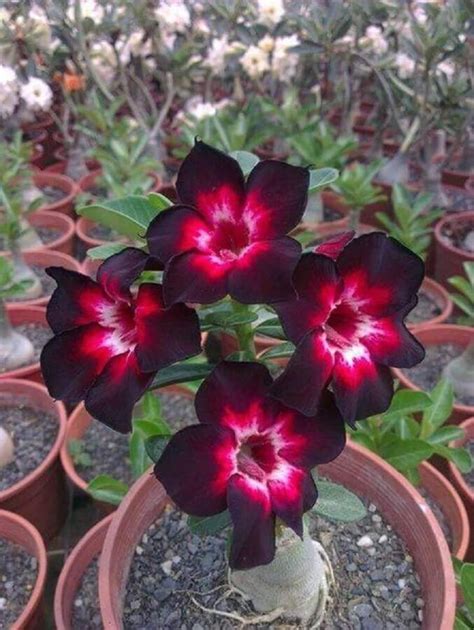 4 Rare Pink Black White Desert Rose Seeds Adenium Obesum Etsy