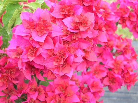 Bougainvillea Spp Red1 Richard Lyons Nursery Inc