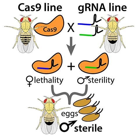 Drosophila Genetics