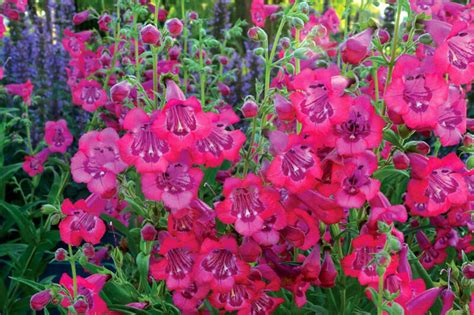 Penstemon Cha Cha Hot Pink Beardtongue
