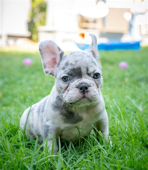 Frenchie Puppies Sale At Philip Sanchez Blog