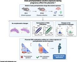 Sex Specific DNA Methylation And Gene Expression Changes In Mouse