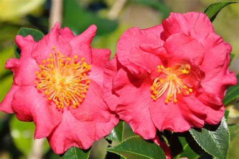 Camellia Sasanqua Bella Rouge Camellia From Flowerwood Nursery Inc