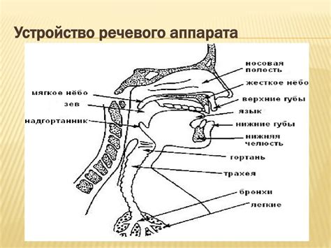 PPT - Принципы классификации звуков речи PowerPoint Presentation - ID ...