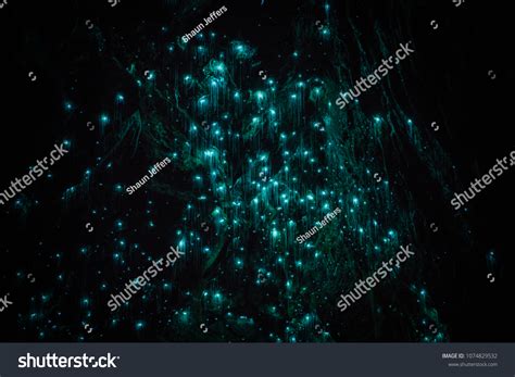 Waitomo Glowworm Caves Waikato New Zealand Stock Photo 1074829532 ...