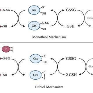 Catalytic Mechanisms Of Deglutathionylation By Glutaredoxin A In The