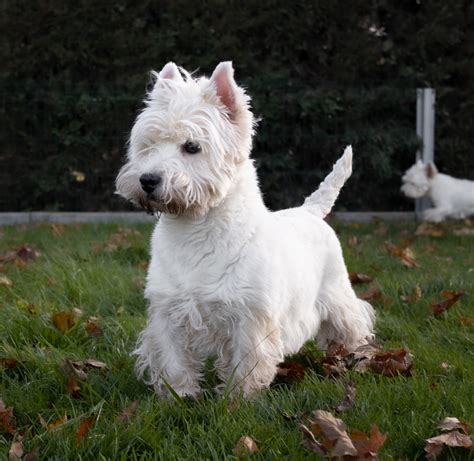 Vitorio Centro Canino Valmajano