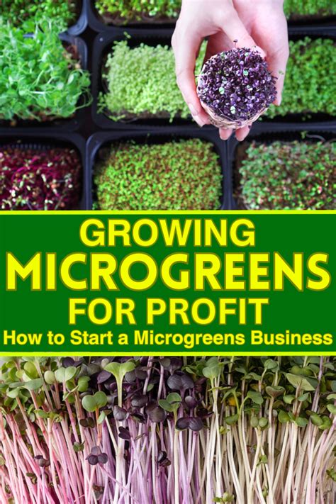 How To Start A Microgreens Business Growing Microgreens For Profit