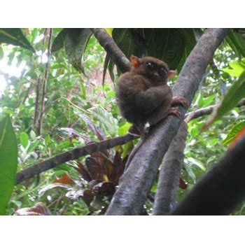 PHILIPPINE TARSIER