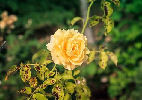 Rosier Plantation Conseils De Taille Et D Entretien Des Rosiers