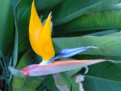 New Bird Of Paradise Flower A Newly Opened Bird Of Paradis Flickr