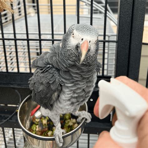 ways to bird stressed fast 9