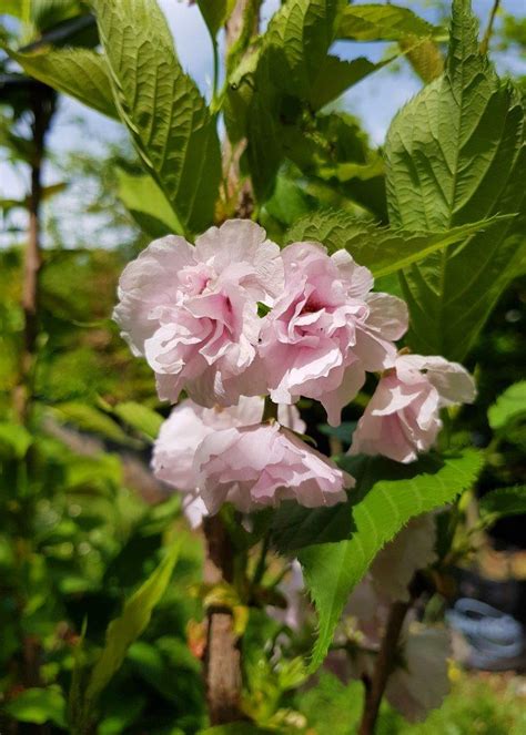 PRUNUS Amanogawa Narrow Flowering Cherry Easy Big Trees