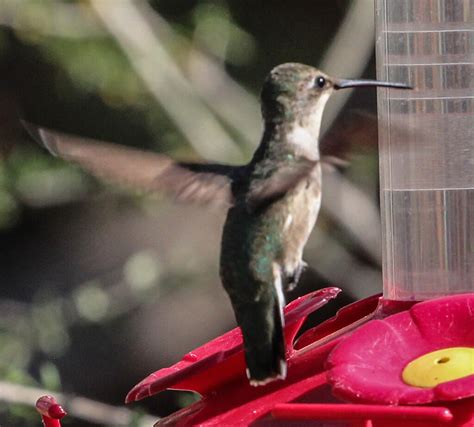 Archilochus Alexandri Black Chinned Hummingbird Female Flickr