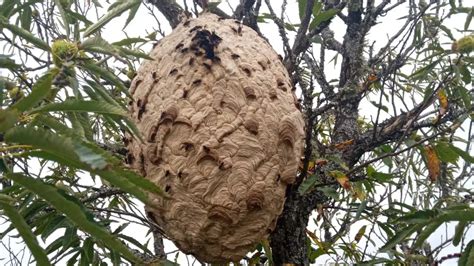 Eliminan Nido De Avispa Asi Tica De Kilos En Castilla Y Le N