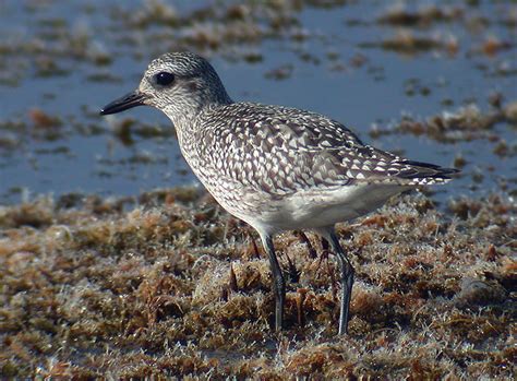 Black Bellied Plover