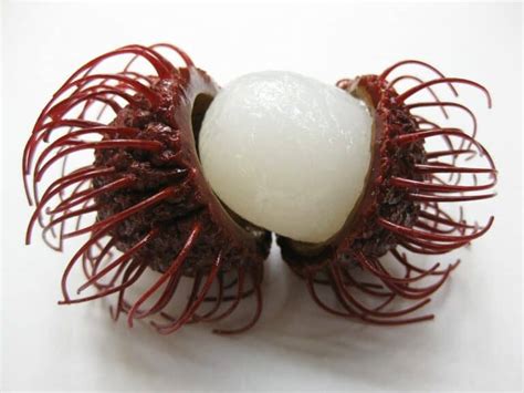 Mexican Fruit: Prickly and Exotic from Down South - La Vivienda Villa