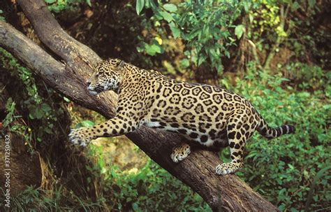 Jaguar, panthera onca, Adult hunting Stock Photo | Adobe Stock