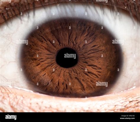 Pupila Ojo Fotografías E Imágenes De Alta Resolución Alamy