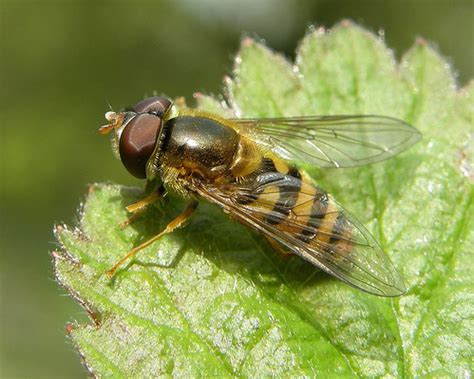 Epistrophe Nitidicollis Male Hampton Wood Warwickshire Flickr