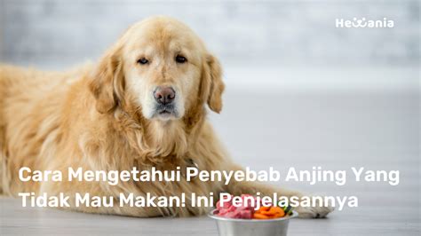 Anjing Tidak Mau Makan Simak 7 Penyebabnya Hewania