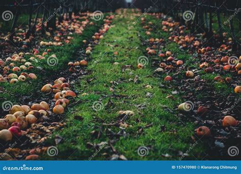 Apple Orchard In Autumn Winter Season Many Rotten Old Apples On The