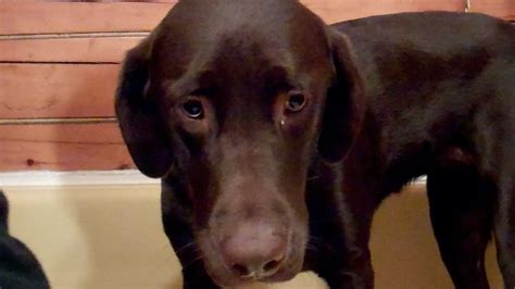 Chocolate Lab Loves Water But Hates Baths Youtube