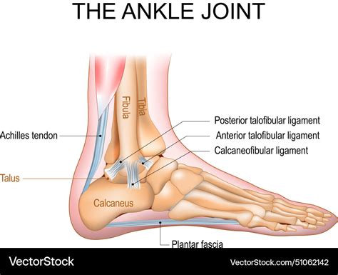 Ankle joint anatomy Royalty Free Vector Image - VectorStock