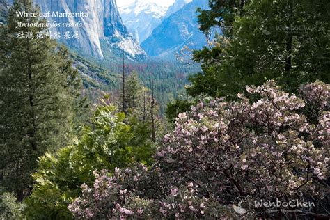 Whiteleaf Manzanita In Yosemite National Park Yosemite National Park